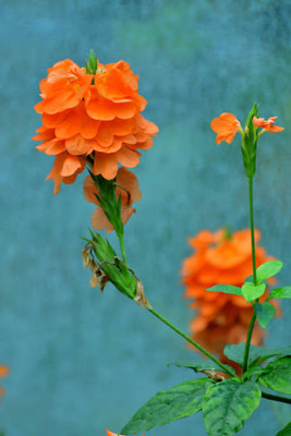 VRAKSHA kanakambaram-firecracker-crossandra Seed(39 per packet)