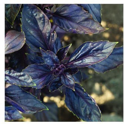 VibeX ® XXL-34 Herb Basil Red Rubin Seed(1000 per packet)