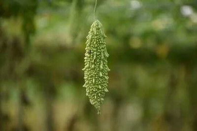 Chalissa F1 BEST QUALITY BITTER GOURD SEEDS Seed(11 per packet)