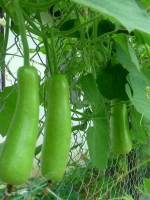 BSARKAR ong louki / bottle gourd seed Seed(20 per packet)