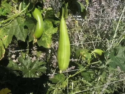 Aro Sponge Gourd, Luffa Seed(34 per packet)