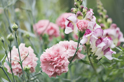 XOLDA Exotic carnation Seed(27 per packet)