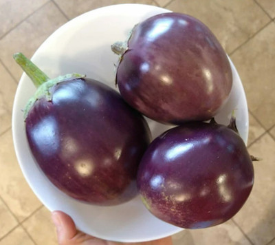 UGRA Brinjal Seed(200 per packet)