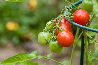 ME Traders tomato Seed(110 per packet)