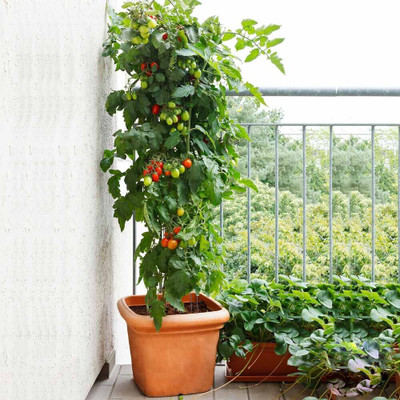 jkfarm Tomato Seed(45 per packet)