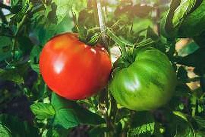 kranti farms tomato Seed(30 per packet)