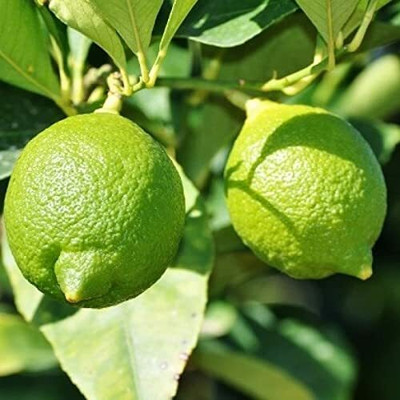Aywal F1 Hybrid Nimbu (Lemon) Seed(46 per packet)