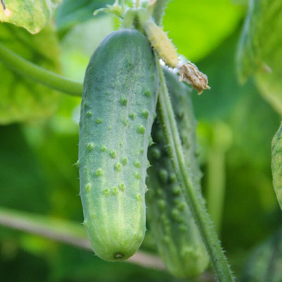 Avysa Cucumber Cross Country F1 Seed-CuC_824 Seed(150 per packet)