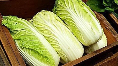 WILLVINE AMR -III Chineses Cabbage Napa Lettuce [50g] Seed(15000 per packet)