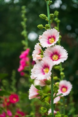 ARTA Hollyhock Flower Seed(30 per packet)