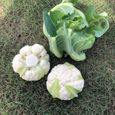 Quentova Cauliflower – Akara-3O-ICRA Seed(300 per packet)