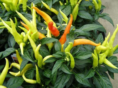 TRICONE Ornamental Vegetables Seeds Chilli Non Gmo Hybrid Mirch 400 Seeds V20 Seed(400 per packet)