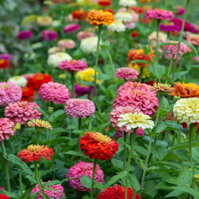LPR ZINNIA, ZENNIA Seed(100 per packet)