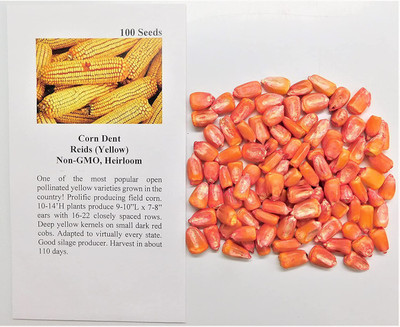 CYBEXIS LXI-5 - Corn Dent Reids(Yellow) - (750 Seeds) Seed(750 per packet)
