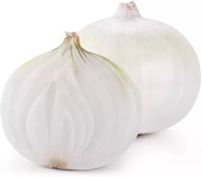 WATIKA Organic White Onion Seed(1200 per packet)