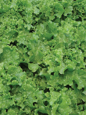 CYBEXIS GBPUT-27 - Green Ice Lettuce - (150 Seeds) Seed(150 per packet)