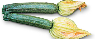 WILLVINE KGF -311 Squash Zucchini Elite F1 Seed(100 per packet)