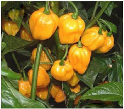 KNESSiN Bonnet Yellow Chilli Seed(200 per packet)