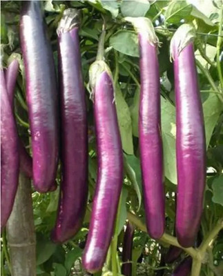 Siddhivinayak Express Purple long brinjal vegetable garden plant Seed(20 per packet)
