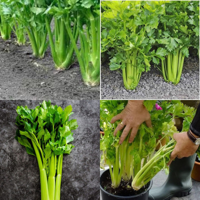 ibains Apium graveolens seeds bij 40 Seed(40 per packet)