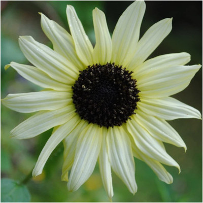 WILLVINE ™ Italian White Sunflower (Helianthus annuus)-50 SEEDS Seed(50 per packet)