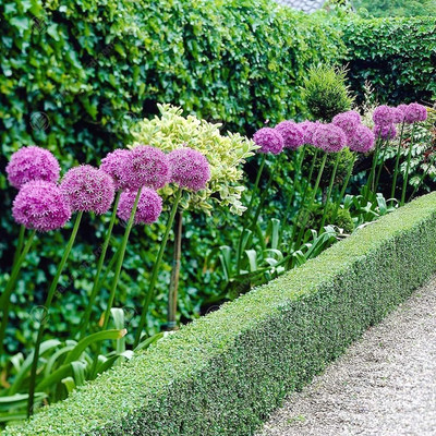 KNESSiN High Yield Giant Purple Onion Flower Vegetable Seeds for Garden-(2400 Seeds) Seed(2400 per packet)