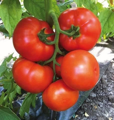 NurseryFriends Tamatar, Tomato Seed(50 per packet)