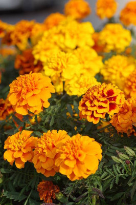 MOTREX marigold/gende ka phool flower seeds Seed(50 per packet)
