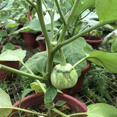 Quentova brinjal eggplant-XLI Seed(400 per packet)