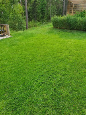 BDSresolve Bermuda grass seeds for lawn PACK OF 3060 Seed(33000 per packet)