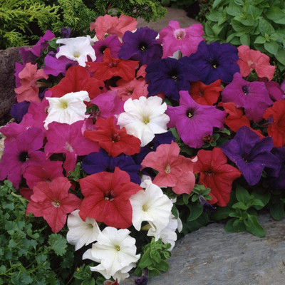 CYBEXIS Petunia F1 Mix Indoor Annual Flowers for Planting Seed(1 g)