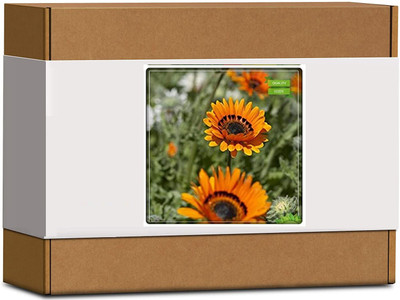 CYBEXIS Venidium-Orange Flower Seeds400 Seeds Seed(400 per packet)
