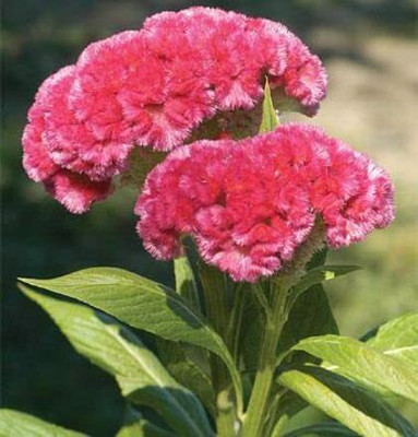 Aywal Celosia Cockscomb Seed(90 per packet)