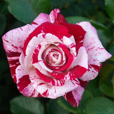 Qualtivate XLL-566 Rose Seeds for Planting Seed(50 per packet)