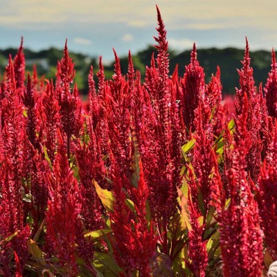 Biosnyg Forest Fire Celosia Flower Seeds - Bright Scarlet-[50 Seeds] Seed(50 per packet)