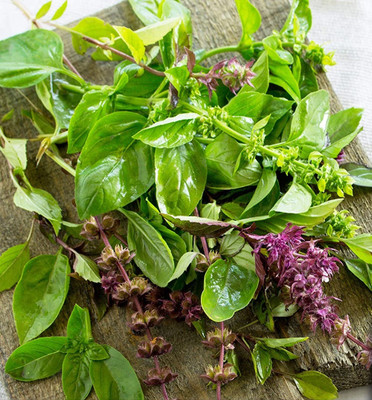 Qualtivate VVI-90 Capricata Thai Basil Seeds Seed(1000 per packet)