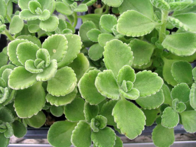 Qualtivate PUA-3A Cuban Oregano Mexican Mint Seed(200 per packet)