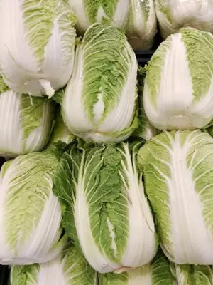 Aro Chinese Cabbage, Napa Seed(31 per packet)