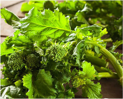 WILLVINE NBIR-367 Fall Broccoli Raab Seeds - Rapini Seed(200 per packet)