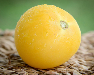 KNESSiN Easy to Grow Peach Cocona Peruvian Tomato Summer Vegetable Seeds - (2000 Seeds) Seed(2000 per packet)