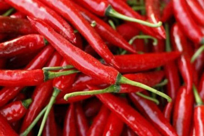 CYBEXIS Red Chilli Pepper vegitable Seeds2400 Seeds Seed(2400 per packet)