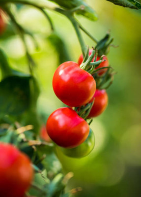 Sidhi Nazar tomato Seed(65 per packet)