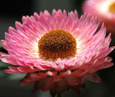 Aywal Helichrysum Mixed Seed(40 per packet)