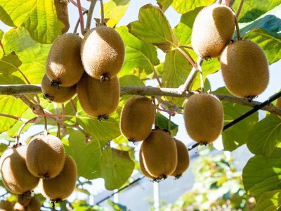 Aywal Thailand Mini Kiwi Fruit Bonsai Plant Tree Seeds Seed(40 per packet)