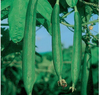 Quentova Dark Green Sponge Gourd-PAUS-2F Seed(100 per packet)