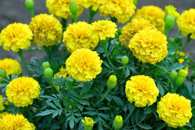 Modinity marigold,gende ka phool seeds Seed(21 per packet)