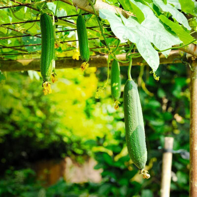 KNESSiN Heat Tolerant SPONGE GOURD Vegetable Seeds For Planting (100 Seeds) Seed(100 per packet)
