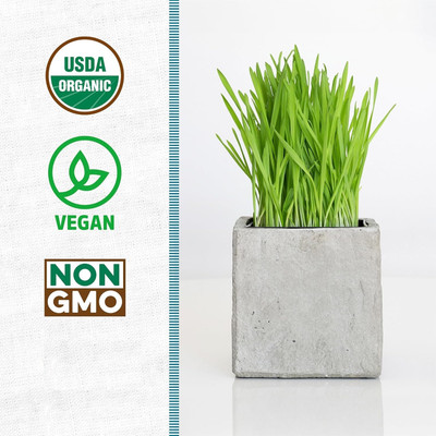 KNESSiN Fresh Sprouting Wheat Grass Seeds for Juicing & Microgreens-(5000 Seeds) Seed(5000 per packet)