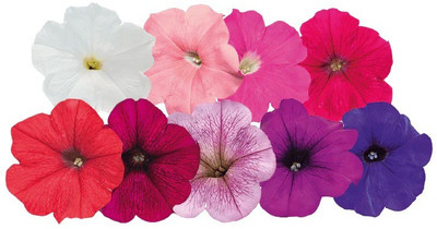 WHADE Petunia trailing SUCCESS TR Maxi Mix Seed(70 per packet)