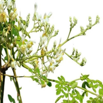 VibeX TLX-7 - Moringa - Oleifera Drumstick - (1350 Seeds) Seed(1350 per packet)